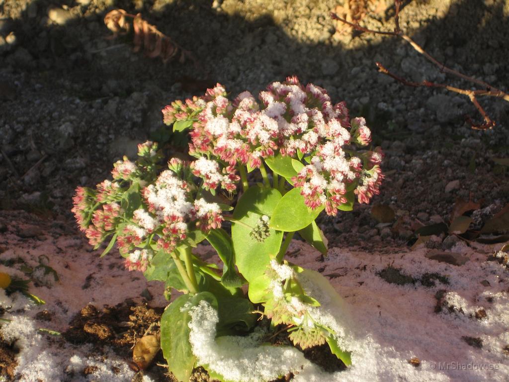 IX70_1984.JPG - 2008-10-31 Det är ett tunt lager med snö på några blommor vid uthuset