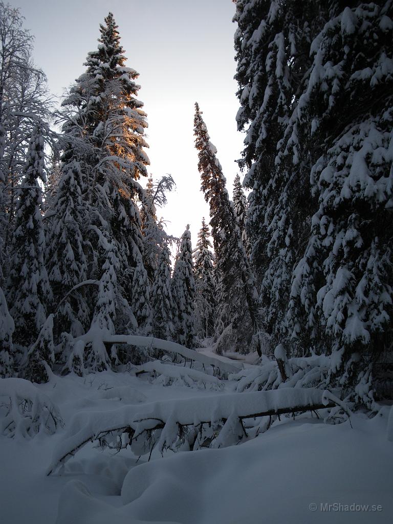 IMGP0053.JPG - Mycket snö vid ån och lite solljus i träddopparna