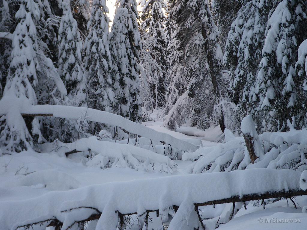 IMGP0054.JPG - Det var nog inte så mycket snö i träden förra vintern