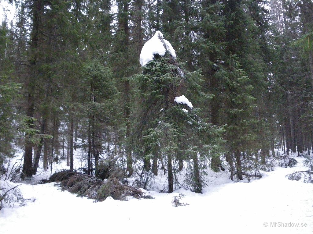 IMGP0094.JPG - 2008-12-20  En gran har knäckts av snötyngden. de andra träden har tappat sin "snölast" men inte detta. Övre halvan av granen är självavverkad.. och ligger på marken.