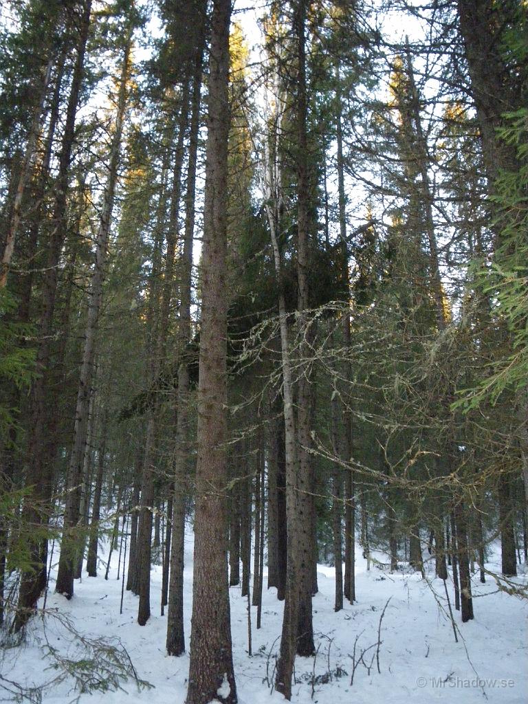 IMGP0150.jpg - Julgranstjuv som misslyckats ? Nej men en topp som gått av och landat så att den håller stammen i spänn i en båge... Slutar aldrig att förundras över naturen..