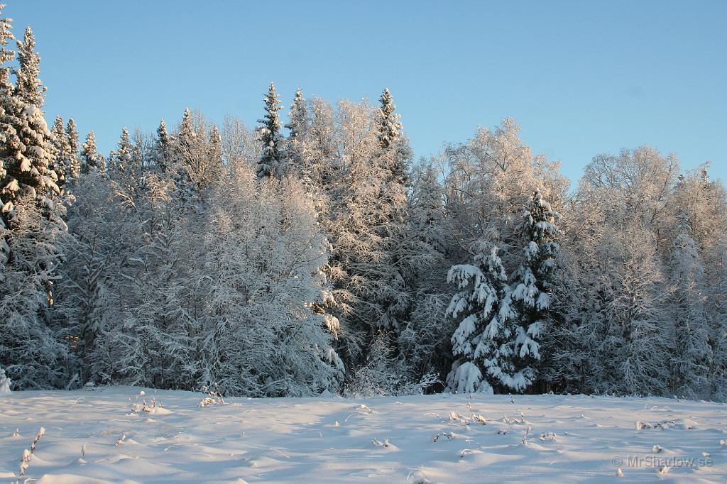 IMG_4098.JPG - Granarna är tyngda av snö