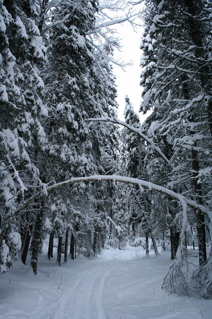 IMG_4108.JPG - Snön i träden är tung och det kommer att gå hårt åt skogen. Det är en del träd som är på väg att rasa