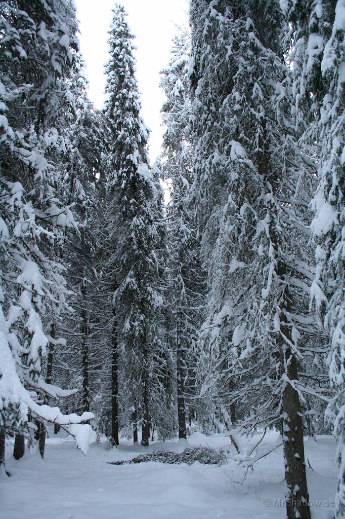 IMG_4109.JPG - Det ser ut som att det varit någon ute för att plocka julgran, men det är moder natur som varit lite våldsam. På backen ligger en grantopp som för något dygn sedan var ca 10m upp i luften.. Men snötyngden och kylan knäckte trädet