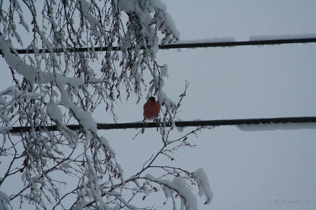 IMG_4116.JPG - Där är den där röda skatan igen... Han sitter inte på ledningen som det ser ut, utan på en liten kvist..