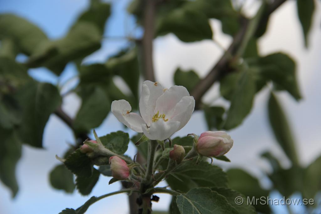 IMG_4594.JPG