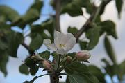 IMG_4594