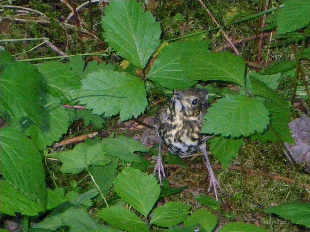 IMGP1516.JPG - När jag är i skogen så tittar jag rätt ner i backen, för att se om det finns spår efter djur. Såg något rörde sig i lite konstigt och hittade denna i spenaten.