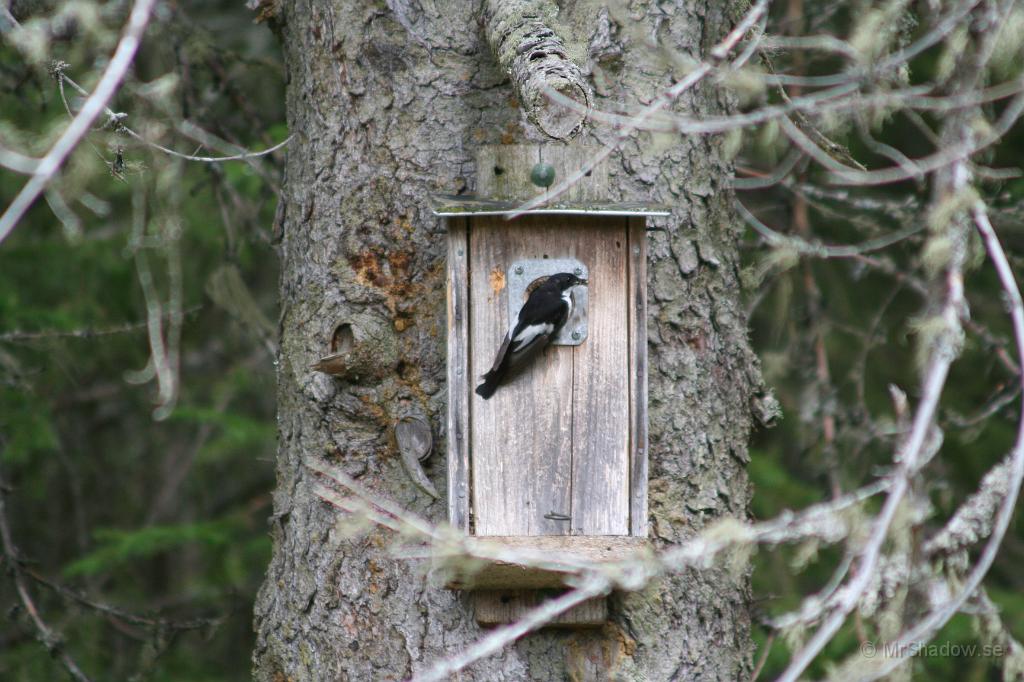 IMG_4550.JPG - Hade sett att det var någon liten skata, jomen den är ju svart och vit den där pippin... som kollad ut genom gluggen ibland. Tillrättavisad så sägs det vara en svartvit flugsnappare.  Hmm kan man säga miniskata ???