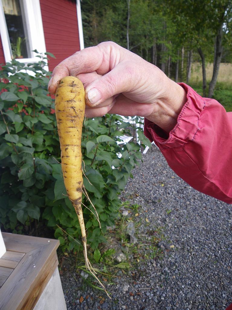 IMGP2045.JPG - M hittade en gul morot och här håller farmor upp den