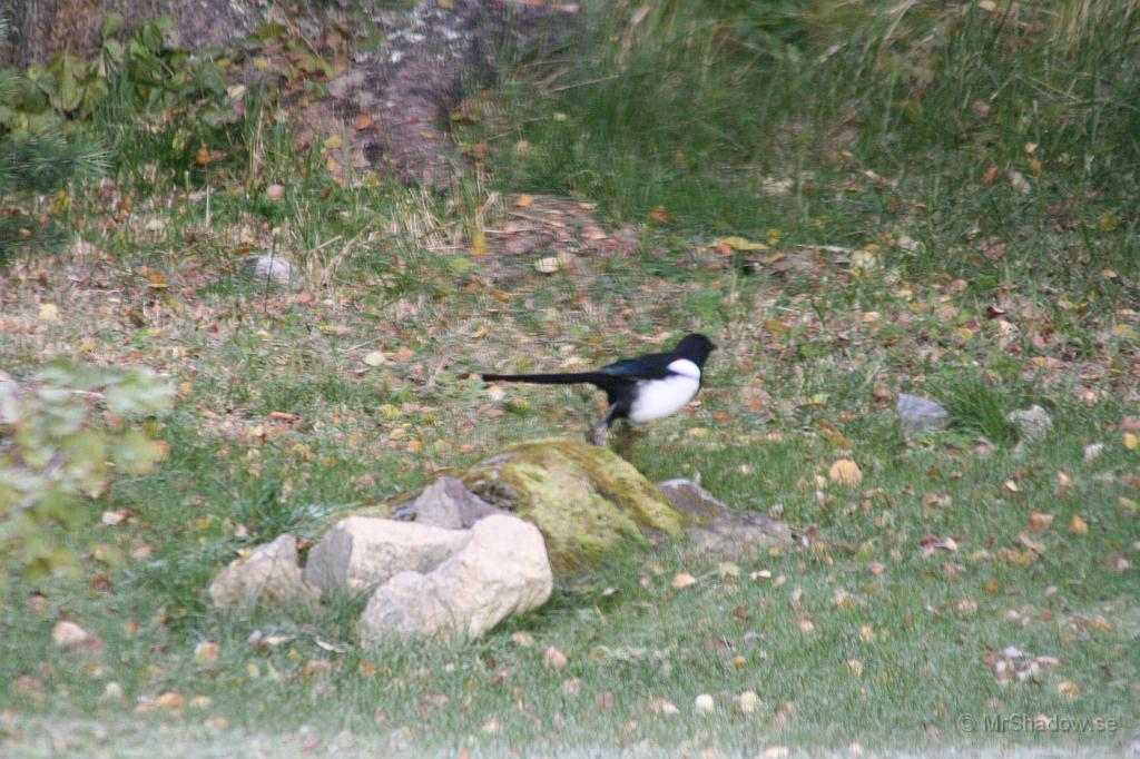 IMG_5617.JPG - 2009-10-11  Flugsnapparen har växt på sig lite under hösten ;-)