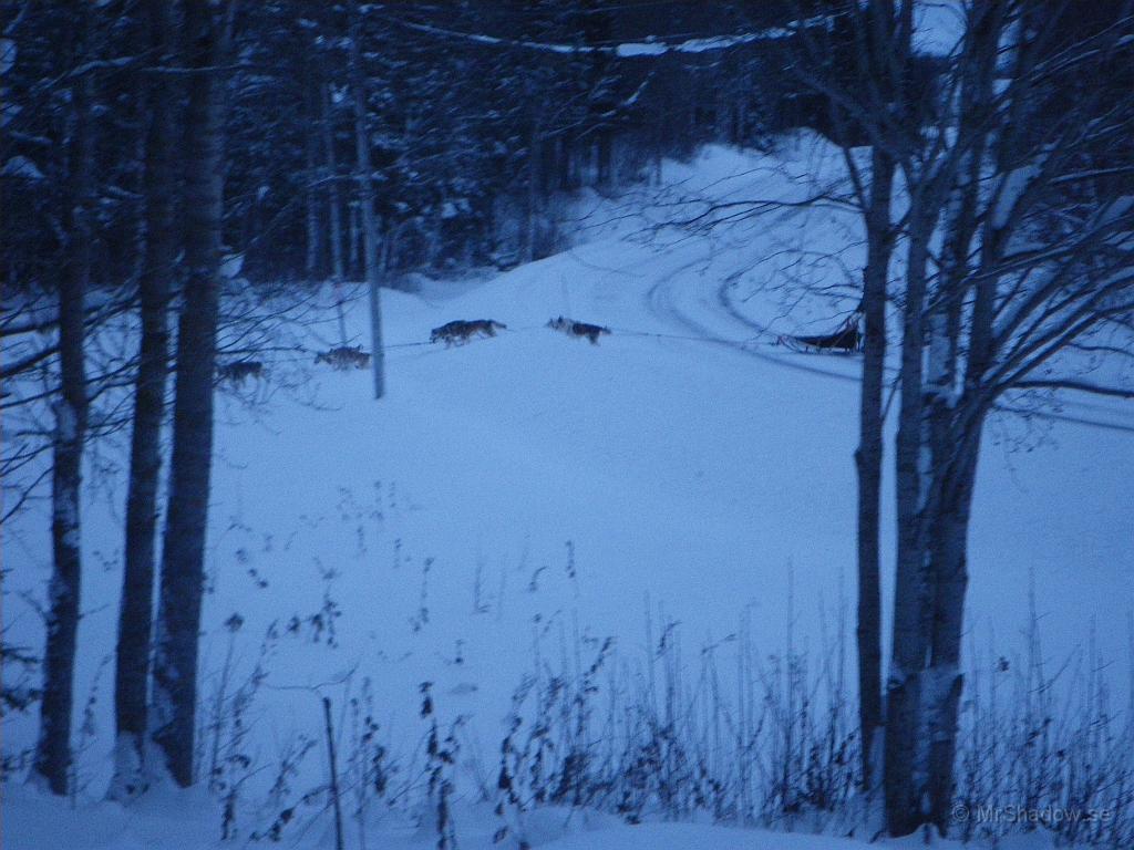 IMGP5523.JPG - Ett gäng med draghundar passerar efter skoterleden.