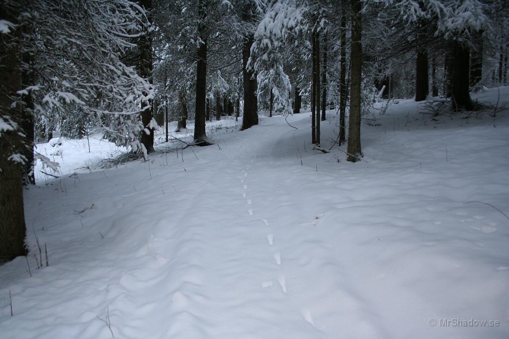 IMG_5296.JPG - Inte har det varit mycket skotertrafik heller..