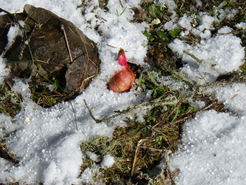 IMGP0555.JPG - Det ser ut att bli rikligt med rabarber i år.. Då den kommer upp genom snön..