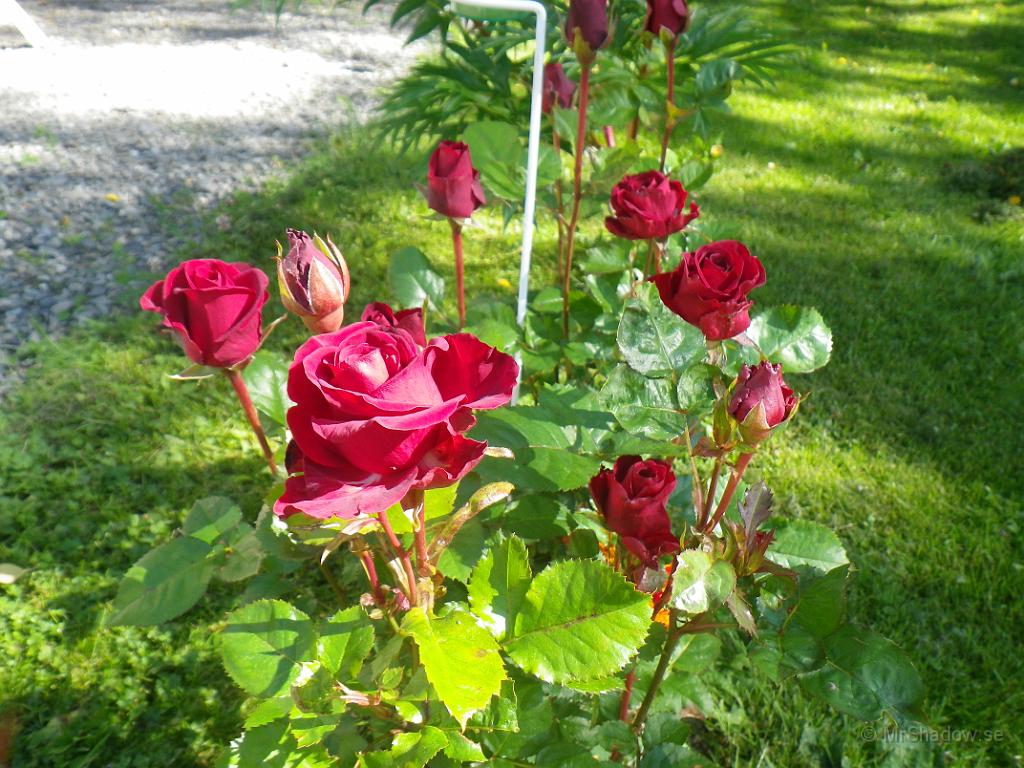 IMGP1335.JPG - 2012-08-13   Nu blommar rosorna ordentligt :-)