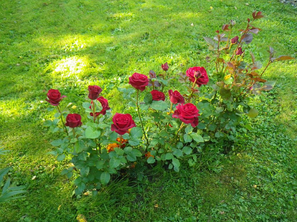 IMGP1354.JPG - 2012-08-17  Jag gillar de där rosorna skarpt, här med lite morgonsol..