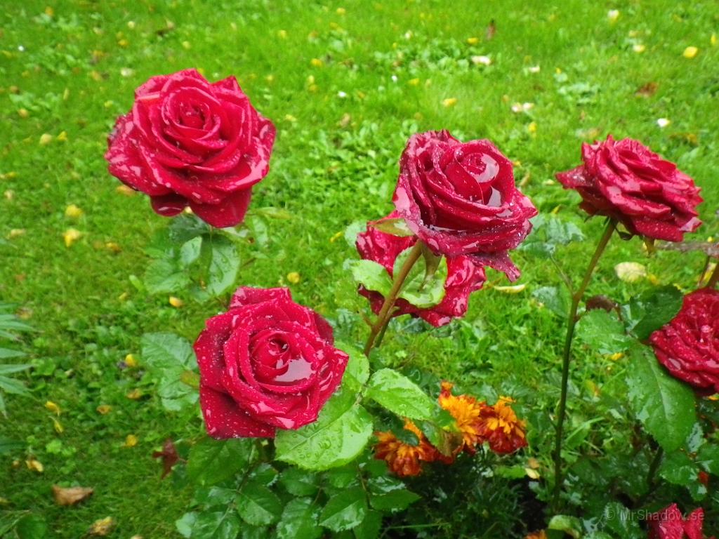 IMGP1370.JPG - 2012-08-21  Det har regnat en del, så rosorna är fulla med vatten.