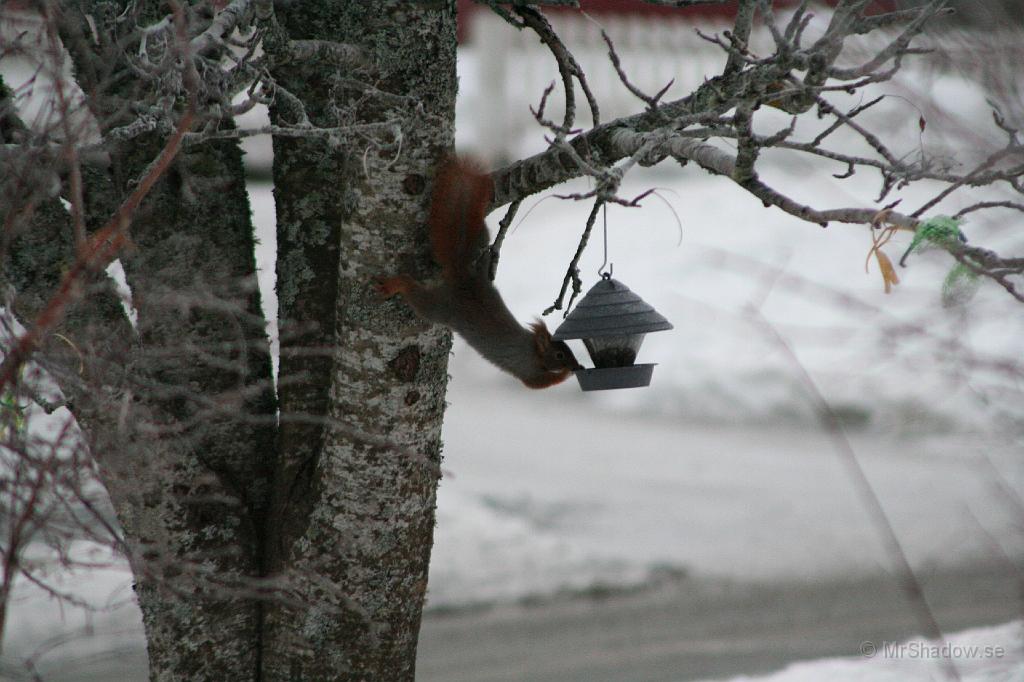 IMG_3239.JPG - Eller är det kanske Puff ??