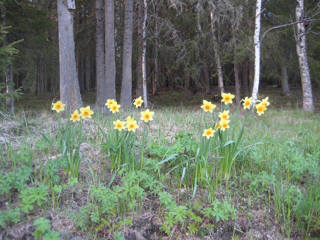 IX70_1056.JPG - En bunt med fina blommor har slagit ut i kanten mot skogen.Det sägs vara påskliljor.. Men det är ju länge sedan det var påsk..