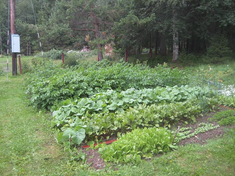 IX70_1566.JPG - Här behöver det inte trimmas denna dag i vart fall. Förhoppningsvis växer det bra under jord.