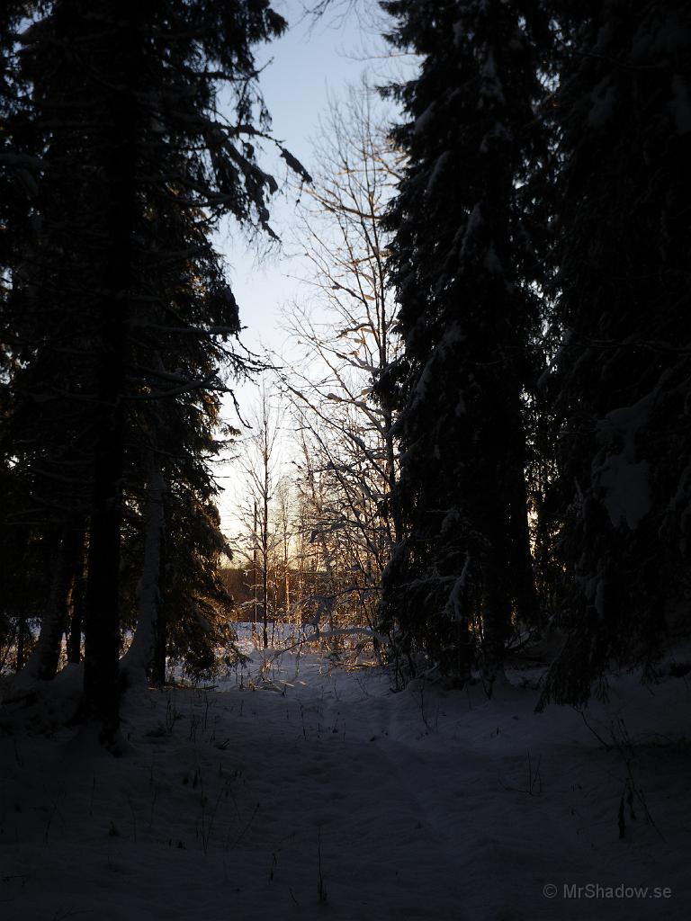 IMGP0018.jpg - Kunde inte låta bli att försöka få en bild i motljus.